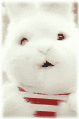 fogdeep