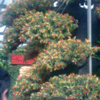lwf9805