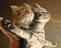 猫上