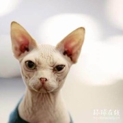章鱼反弹琵琶