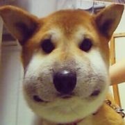 Anakin安安