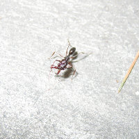 babyhuangbo