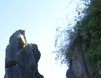 森林风很大