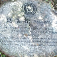 灰灰的江湖路