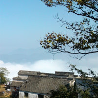 拂柳烬凄凉