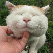 壞壞壞坏大猫猫