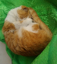 晓华同学
