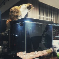 逸笔草草