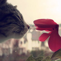 猫猫碳