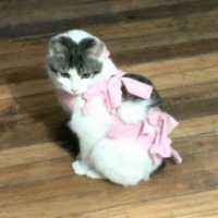 wx_Bq56QcAt
