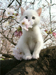 盒子里的猫