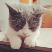 布偶猫喵呜