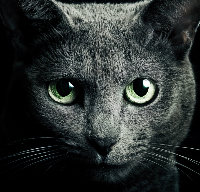 普通猫