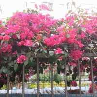 生如夏_zN5DG