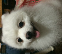 lily88pan