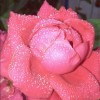 花雨洛