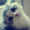 飞翔的色彩猫