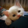 牧子云。
