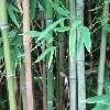 渠程