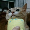 猫音309