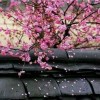 JoeZhang765