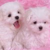 ₯㎕。Smile°毅