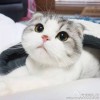 熊猫坨