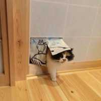wx_Gillia_P1gGB
