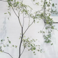 一个森13