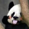 迷城浪子滚出DZ