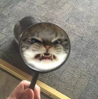 爱咪咪可爱喵咪