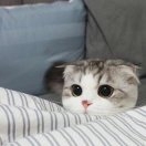娇月