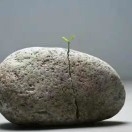 马良来了