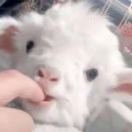 猫叔_luyha