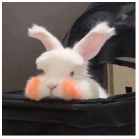 应。