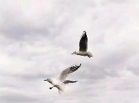 风极言