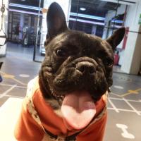 cubbi