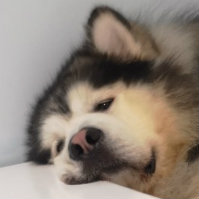Yun云
