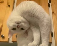 Ss。1