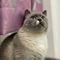 leeada