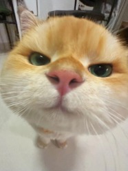 kukukuo