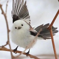 秣灵