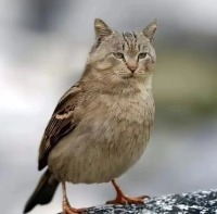qq2247523478