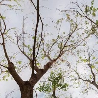 小小福