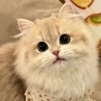 yzkiki